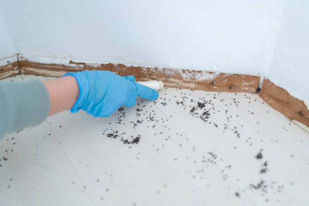 Best Insect Control  in Kutztown University, PA